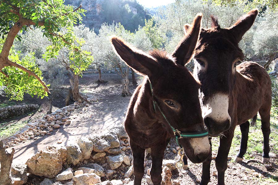 animales mallorca